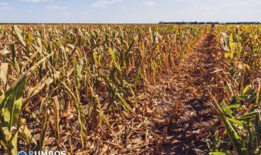 Las Consecuencias del Cambio Climático en la Agricultura: Un Desafío Urgente